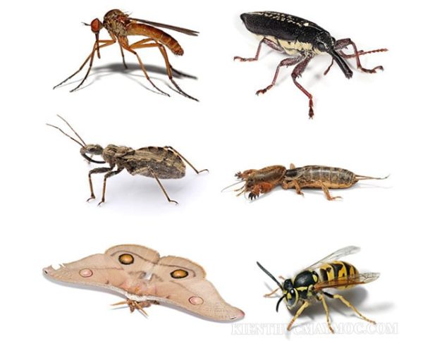 Bọ ngựa ăn gì? Lối sống, tập tính, cách nuôi bọ ngựa