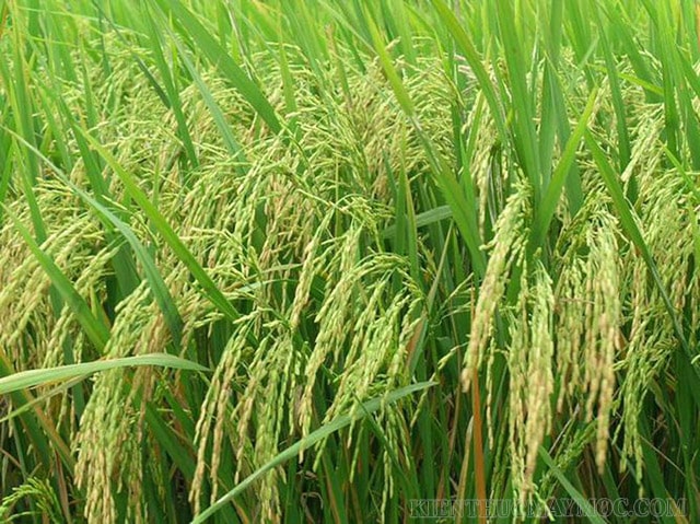 Đất phù sa nhẹ trồng lúa cho năng suất cao