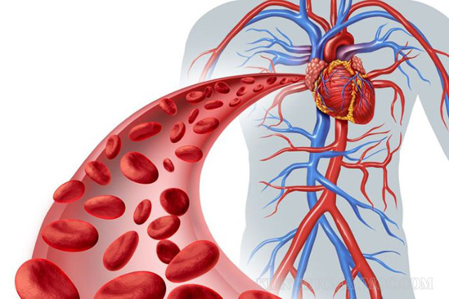 Hệ tuần hoàn - mạng lưới gồm máu, mạch máu, bạch huyết