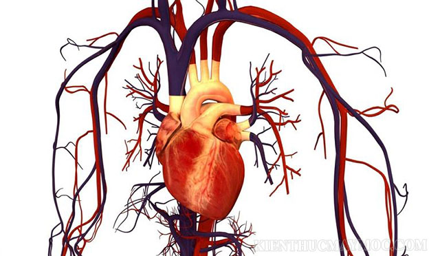 Hệ tuần hoàn kín - máu lưu thông liên tục trong mạng lưới mạch máu