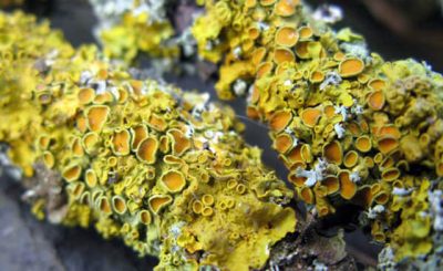 Mối quan hệ cộng sinh giữa tảo và nấm