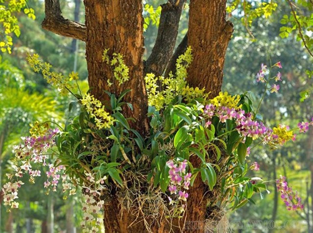 Quan hệ hội sinh giữa phong lan và cây thân gỗ