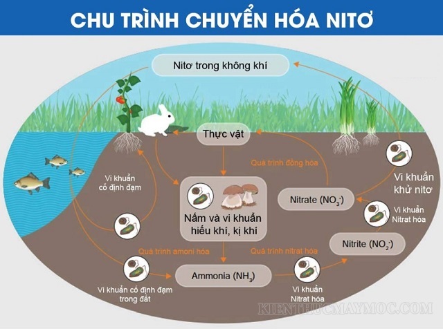 Chu trình chuyển hóa nitơ của phân bón vi sinh cố định nitơ